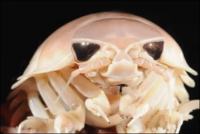 Quel crustac&eacute; g&eacute;ant des abysses ressemble &agrave; un &eacute;norme cloporte et vit dans l&rsquo;obscurit&eacute; totale des fonds marins ?