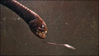Quel poisson des profondeurs est connu pour sa capacit&eacute; &agrave; &eacute;mettre de la lumi&egrave;re gr&acirc;ce &agrave; des organes appel&eacute;s photophores ?