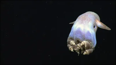 Quel c&eacute;phalopode des profondeurs est c&eacute;l&egrave;bre pour ses &ldquo;oreilles&rdquo; en forme de nageoires et son d&eacute;placement lent rappelant un petit fant&ocirc;me des abysses ?