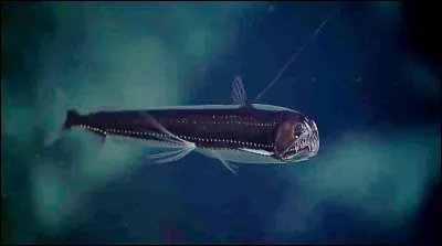 Quel poisson des abysses est connu pour sa gueule immense remplie de dents longues et translucides, lui donnant un aspect particuli&egrave;rement effrayant ?