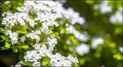 "Premier mai ! l'amour gai, triste, br&ucirc;lant, jaloux, fait soupirer les bois, les nids, les fleurs, les loups ; l'arbre o&ugrave; j'ai, l'autre automne, &eacute;crit une devise, la redit pour son compte et croit qu'il l'improvise ... " : qui est l'auteur de "premier mai", po&egrave;me publi&eacute; en 1856 ?