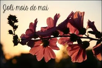 "Joli, joli, joli mois de mai ... celle qui m'aimait m'abandonne Elle est partie pour longtemps chercher ailleurs son printemps..." : qui chante, en 1961, "Joli mois de mai" ?