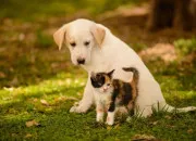 Test Chien ou chat ?