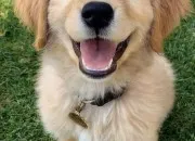 Quiz Les bébés animaux