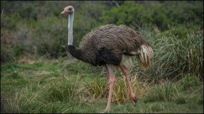 Comment s&rsquo;appelle le b&eacute;b&eacute; de l&rsquo;autruche ?