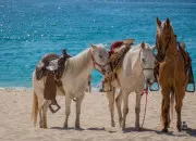 Quiz Cheval et équitation
