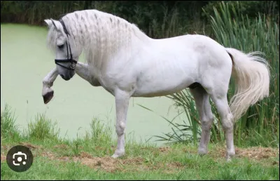 Parmi ces trois races de chevaux, laquelle est la plus r&eacute;pandue ?