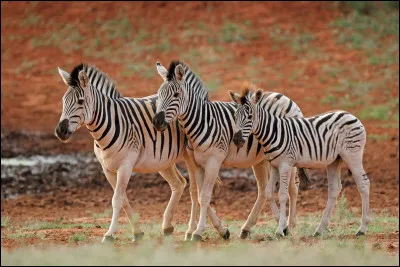 Quel est ton animal pr&eacute;f&eacute;r&eacute; ?