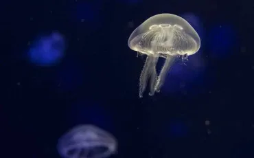 Quiz Animaux
