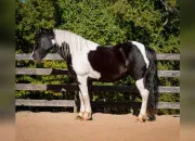 Quiz Quiz sur les chevaux