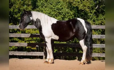 Quiz Chevaux