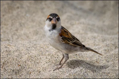 Les oiseaux&hellip;