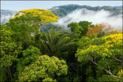 Comment la for&ecirc;t amazonienne est-elle surnomm&eacute;e ?