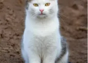 Quiz Le chat dans la culture !