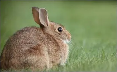 Quelle partie du corps le traumatisme du coup du lapin concerne-t-il ?