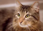Test Quel animal es-tu ?