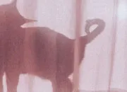 Quiz Les chats dans l'univers de Disney