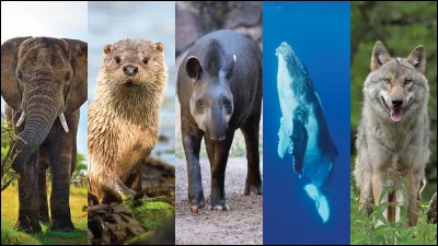 Quel est ton animal pr&eacute;f&eacute;r&eacute; (parmi ceux-l&agrave;) ?