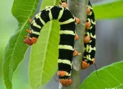 Quiz Des papillons