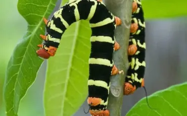 Quiz Papillons