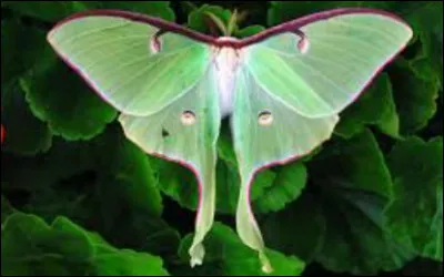 Ce papillon est un Papillon lune. Quel est son nom scientifique ?