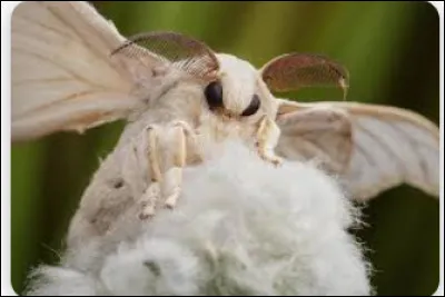 Ceci est un bombyx...