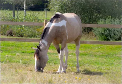 Coche les r&eacute;ponse vraies ! (Sauf pr&eacute;cisions, lorsque je dis "races de cheval" je compte aussi celles des poneys dedans.)