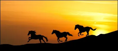 Coche les bonnes r&eacute;ponses.Lorsque le cheval est &agrave; l'&eacute;tat naturel :
