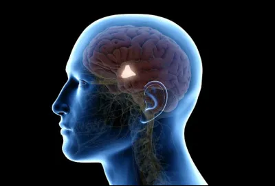 Quelle est cette partie du cerveau qui r&eacute;gule la chaleur corporelle ?
