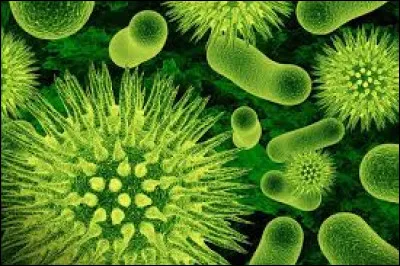 Quel microbe est responsable de la fermentation du pain, du vin et de la bi&egrave;re ?