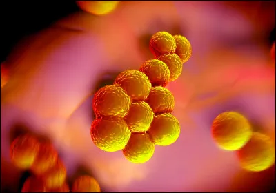 Quel scientifique a d&eacute;couvert la p&eacute;nicilline ?