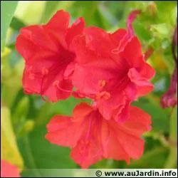 Quelle est cette fleur ?