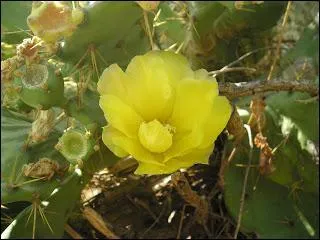 Quelle est cette fleur ?