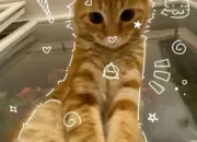 Test Quel animal te représente mentalement, méduse ou chat ?