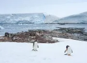 Quiz L'Antarctique