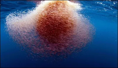 Quel &ecirc;tre vivant est le principal constituant du krill, dont se nourrissent de nombreux animaux de l'Antarctique ?