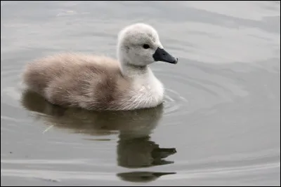 Comment s'appelle le petit du cygne ?