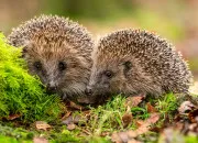 Quiz Les animaux en anglais