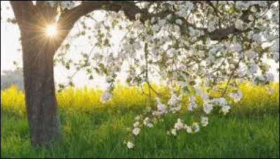 "Viens &agrave; la maison, y a le printemps qui chante Viens &agrave; la maison, tous les oiseaux t'attendent Les pommiers sont en fleurs ils berceront ton c&oelig;ur toi qui es tout en pleurs ..." : qui chante "Y'a le printemps qui chante" ?