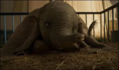Voil&agrave; Dumbo, h&eacute;ros du quatri&egrave;me Classique d'animation des studios Disney, sorti en 1941. En 2019, quel cin&eacute;aste a r&eacute;alis&eacute; un remake de cette oeuvre en prise de vues r&eacute;elles ?