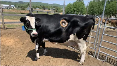 De quelle famille est la vache ?