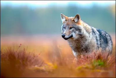 De quelle famille est le loup ?