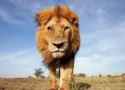 Quiz Le lion en culture générale