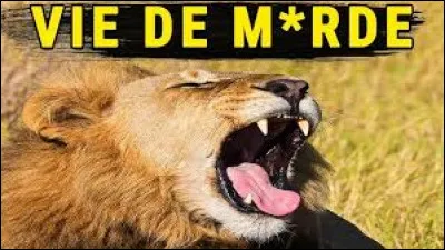 Quelle plante est &eacute;galement appel&eacute;e dent-de-lion ?