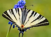 Quiz Papillons et leurs chenilles ! (Partie 1) : les papillons diurnes de France