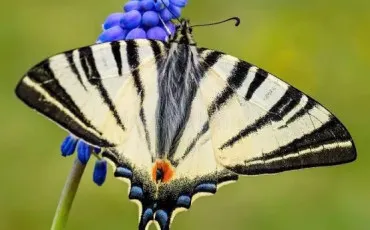 Quiz Papillons