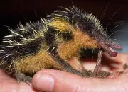 Quiz Les bizarreries de la nature !
