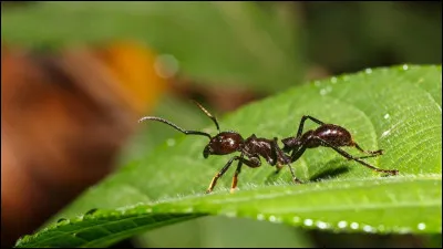 En Amazonie, la fourmi paraponera clavata a un &eacute;trange pouvoir !