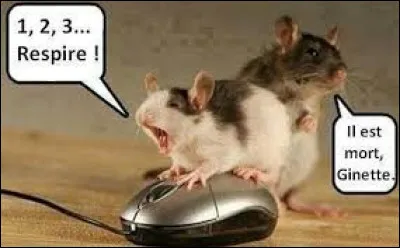 Imaginez une souris qui se balade chez vous, dans votre grenier par exemple, et la voila qui tombe sur une copine &agrave; elle, compl&egrave;tement inconsciente, que peut-elle faire pour l'aider ?