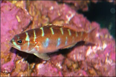 Ce petit poison, serranus tortugarum, a une particularit&eacute; unique ...